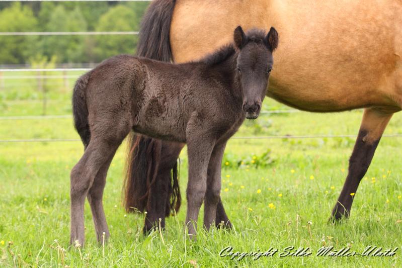 Konstantin p.JPG - Konstantin von Heidmoor 2 Tage alt
